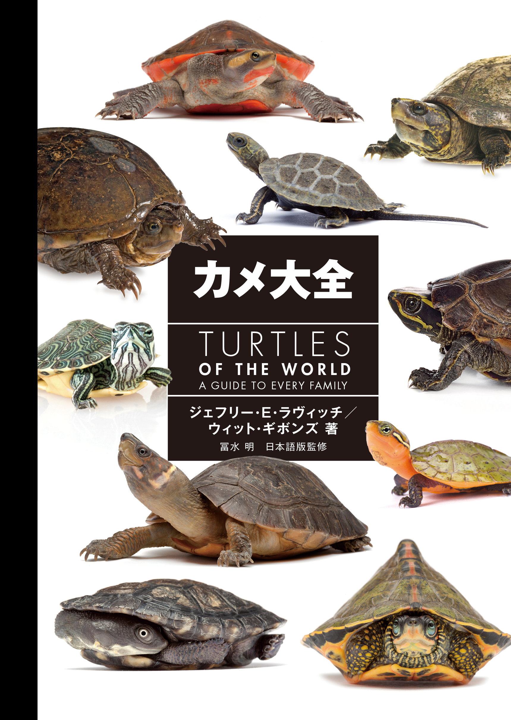 世界のカメ    I II III   ３冊セット Amazon.co.jp: 三英貿易(Sanei Boeki) オリジナル ぬいぐるみ の